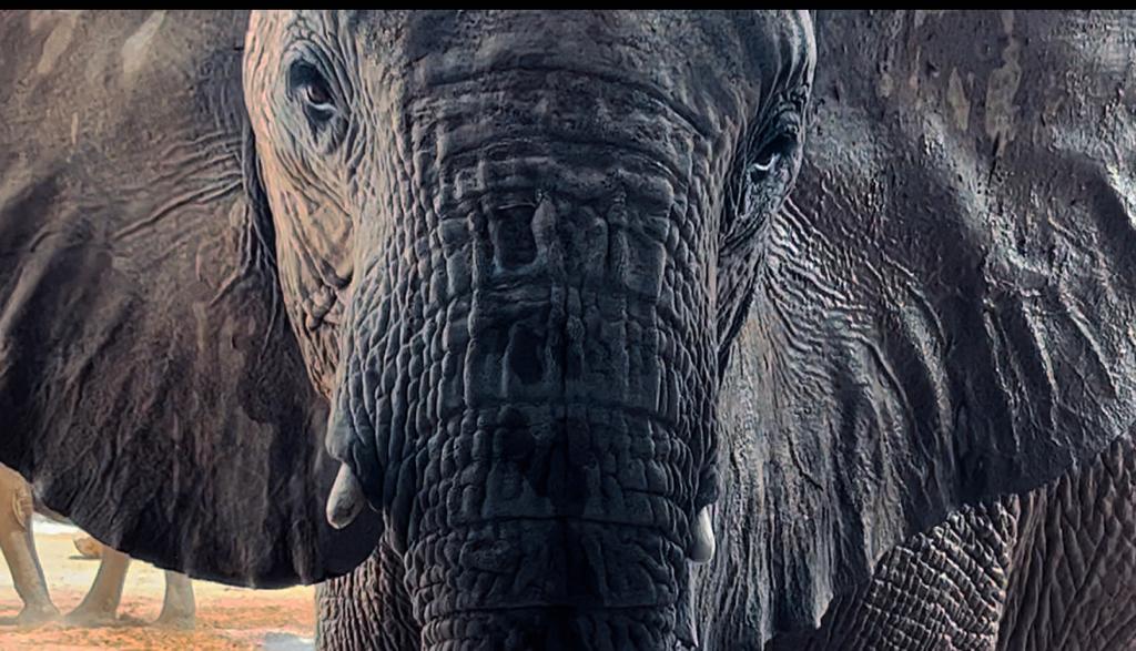 Close up of African elephant face